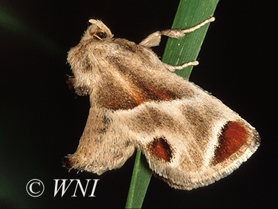 Shagreened Slug Moth (Apoda biguttata)